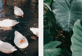DOUNOU SUPPER CLUB - WE GATHER ANYWAY